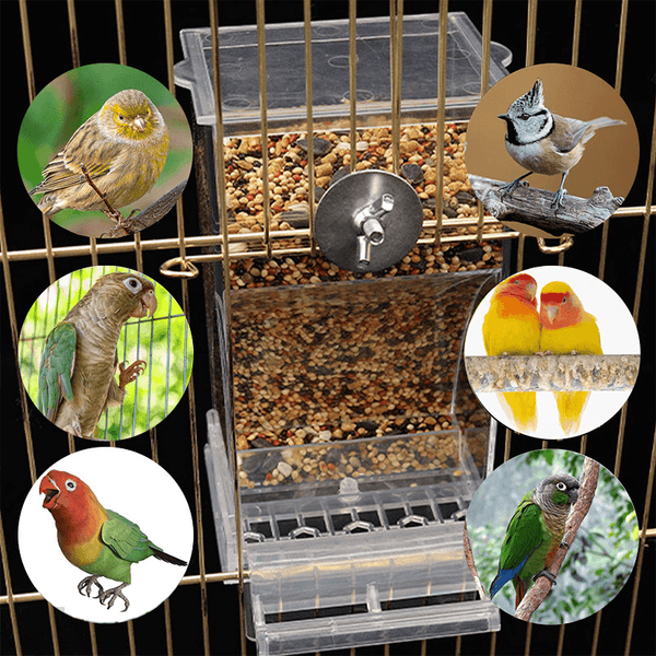 Automatic No-Mess Bird Feeder — Keep Your Birds Fed, Even When You’re Away