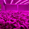 LED Grow Light Tube